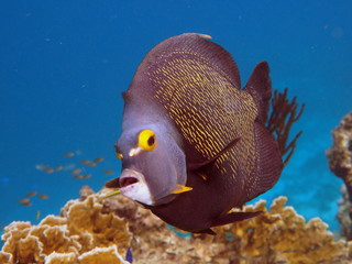 Close-up of a swimming french angel fish at bonaire