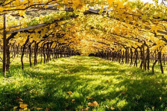 Blick in die goldgelbe Weinlaube