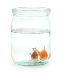 Two goldfish in jar.