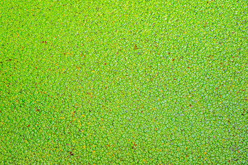 Green duckweed cover the water. Abstract background for design, website, wallpaper 