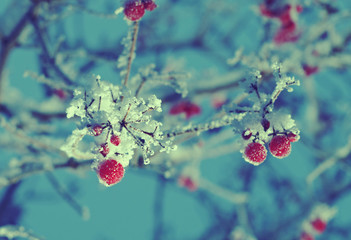 Red berries of viburnum with hoarfrost