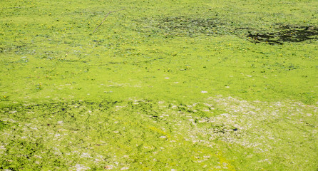 Green duckweed cover the water