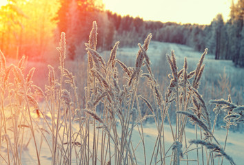 Winter scene .Frozenned flower .pine forest and sunset