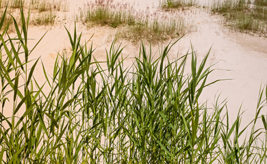 Green grass on white sand.