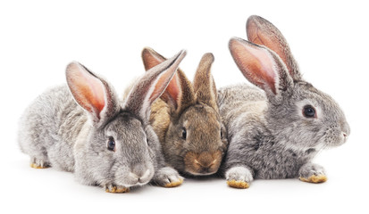 Three rabbits.