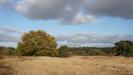 Obraz premium Steppe