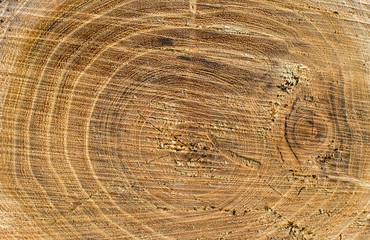 Growth rings of acacia tree, cross section, top view