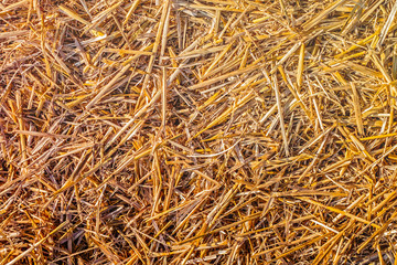 Ground covered with mowed wheat ears and straw