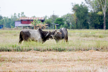 Cows grazing on a green summer meadow at sunny day