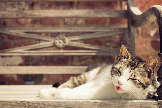 Grey and white lazy cat sleeping in the sun on a wooden bench. The Cat has his tongue sticking out.