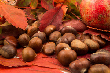Castagne in bosco su foglie rosse 