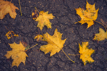 Yellow maple leaves on wet asphalt road