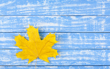 one yellow dry leaf on a blue background