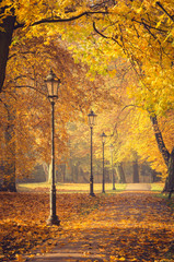 Fototapeta Colorful tree alley with row of lanterns in the autumn park on a sunny day in Krakow, Poland obraz