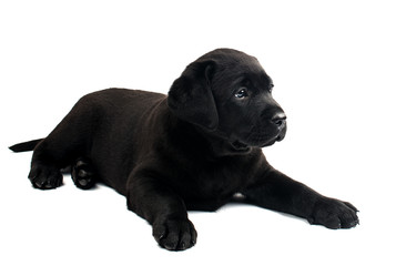 Obraz premium Black Labrador