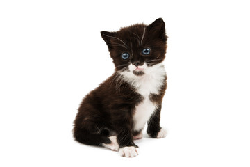 small black-white kitten