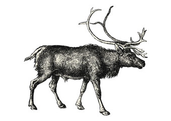 vintage animal engraving / drawing: reindeer - retro vector design element - 125298198