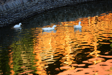 Wild geese in natural habitat, Armenia