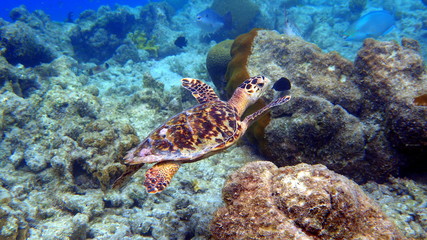Plakat Swimming small hawksbill turtle at bonaire