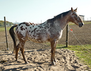mancado schecke