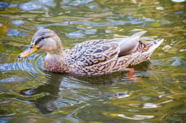 the duck bird in the water