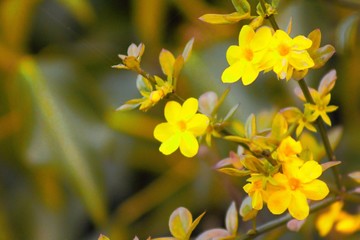 Yellow flowers
