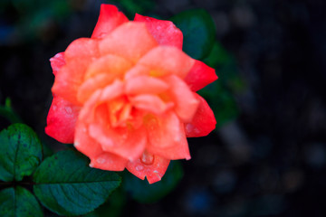 Roses in garden on overcast day with raindrops