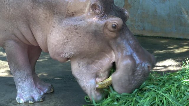 Hippopotamus eating the grass