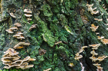 polypore fungi on the bark of a tree stump