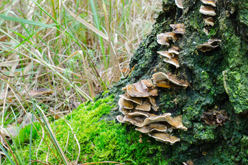 polypore fungi on a tree stump with grass
