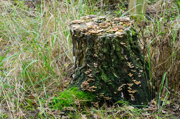 an old tree stump in grass covered with polypore fungi