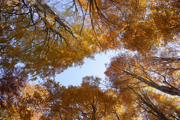 Autunno in cansiglio