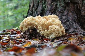 Coral mushroom