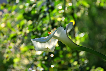 Cala - lilie © nikidericks