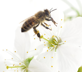 Honeybee and white flowers
