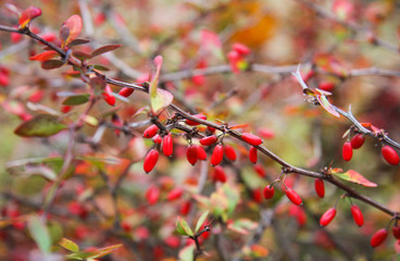 Barberry bush in autumn 2