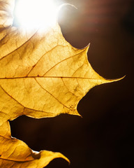 Yellow maple leaf with backlight