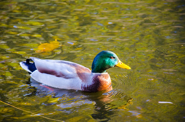 Fototapeta premium the duck bird in the water