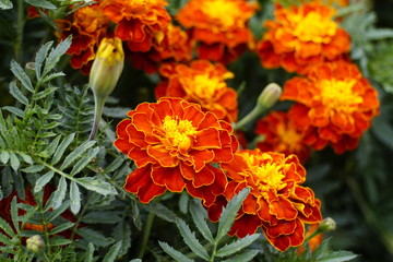 Background Of Flowers Tagetes, Orange