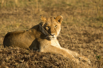 Fototapeta na wymiar Lioness 