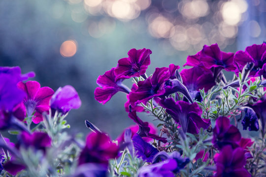 petunia bokeh sunset