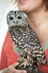 owl in the hands of the falconer