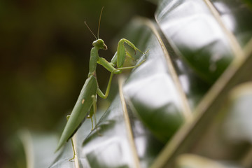 Mantis, Seychelles, Silhouette Island