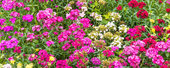 Naklejka premium Fundo com flores.