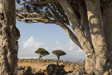 dragon blood tree, dracaena cinnabari, on an island of Socotra