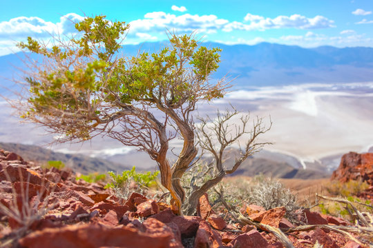 tree on donte's peak death valley, ca