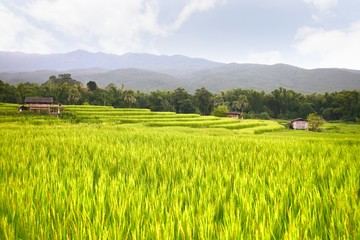  rice terrace at chiangmai , thailand
