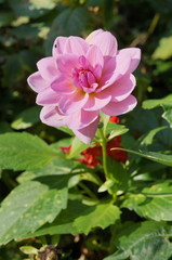 Pink flower with green background