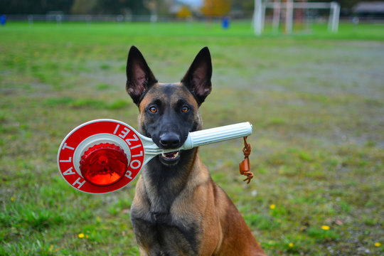 Belgischer Sch&auml;ferhund, Malinois mit Polizeikelle (Anhaltestab)