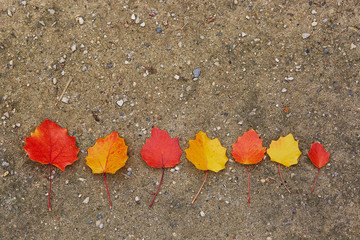 Fototapeta na wymiar Red and yellow autumn leaves